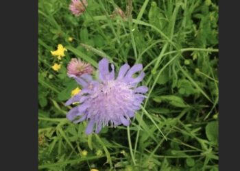 impact environnemental trail