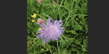 impact environnemental trail