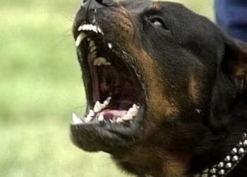 chien décès d'un joggueur