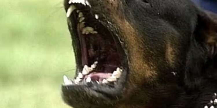 chien décès d'un joggueur