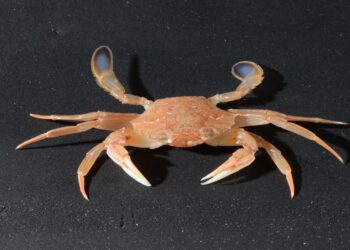 Comment réagissent les team quand leurs athlètes sont odieux