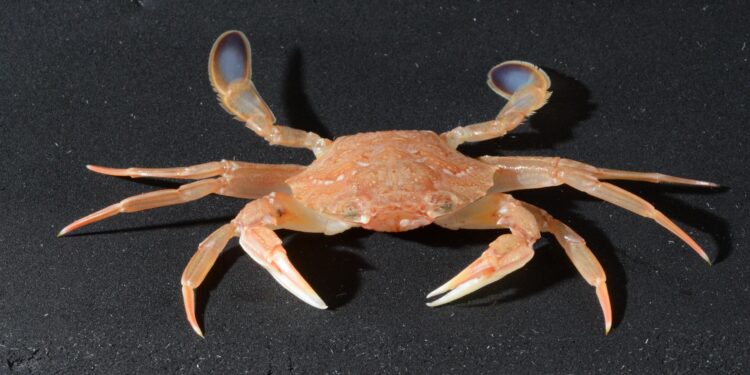 Comment réagissent les team quand leurs athlètes sont odieux