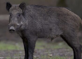 un sanglier tue un chasseur
