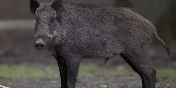 un sanglier tue un chasseur