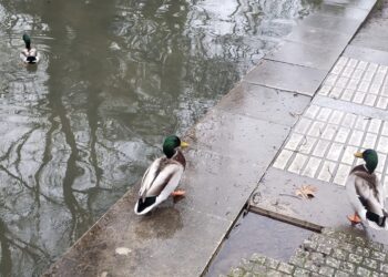 lunettes de soleil sur l’Éco Trail de Paris