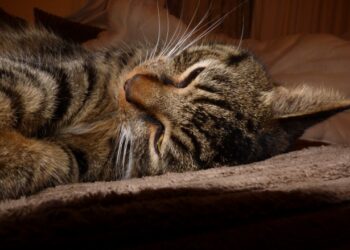 dormir avant et après un trail