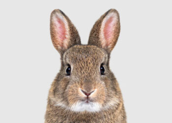 Analyse semi de Paris 2024