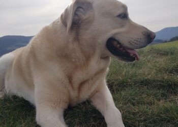 courir avec son chien sans laisse