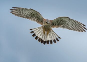 Trail Alsace Grand Est