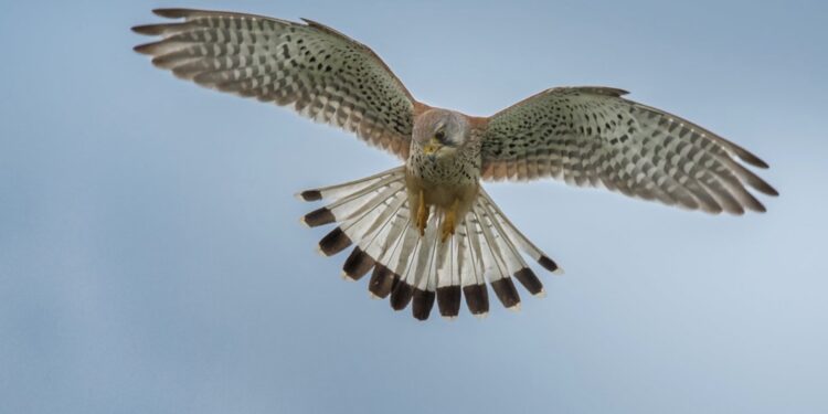 Trail Alsace Grand Est